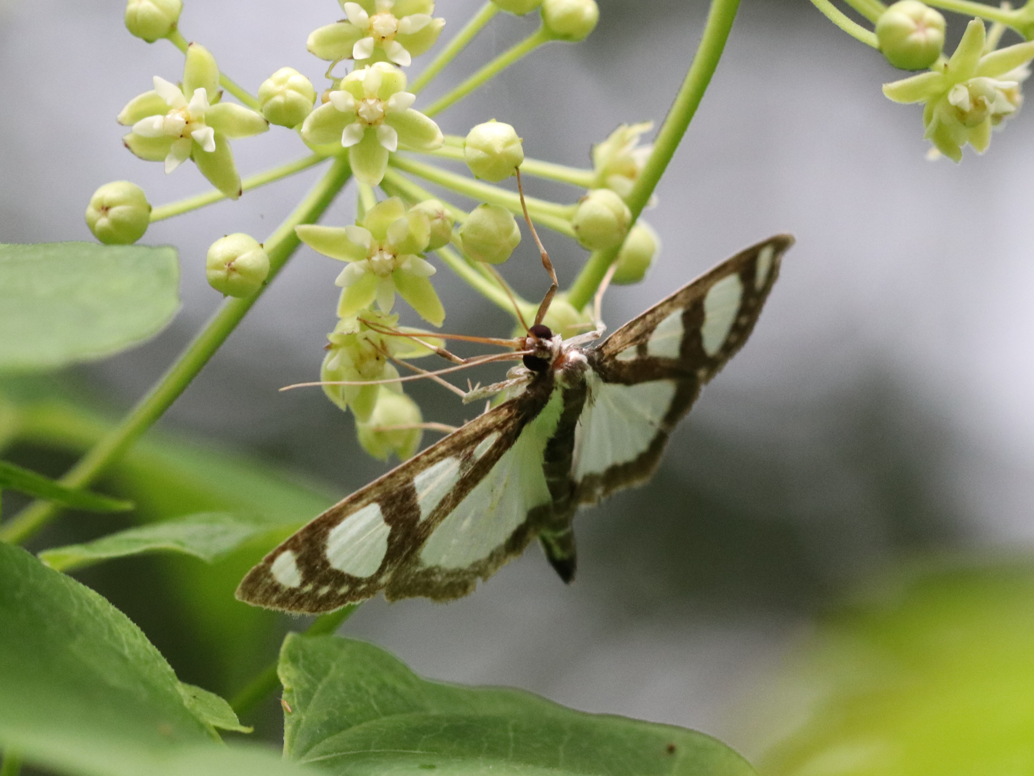 花にきたヨツボシノメイガ
